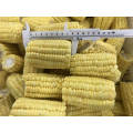 IQF Sweet Corn Frozen Sweet Corn High Quality Chinese Supplier